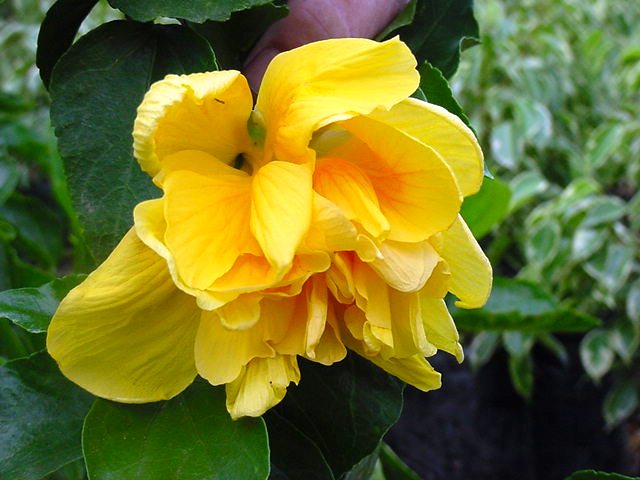 National flower