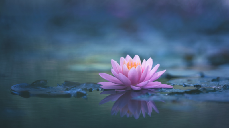 Online: Morning Meditation