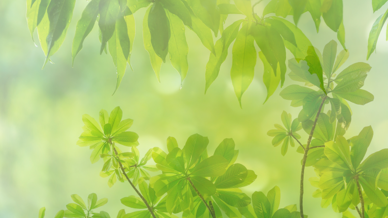Friday Reset - Living from the Original Self – Who am I before the roles?