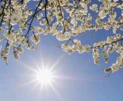 arbol