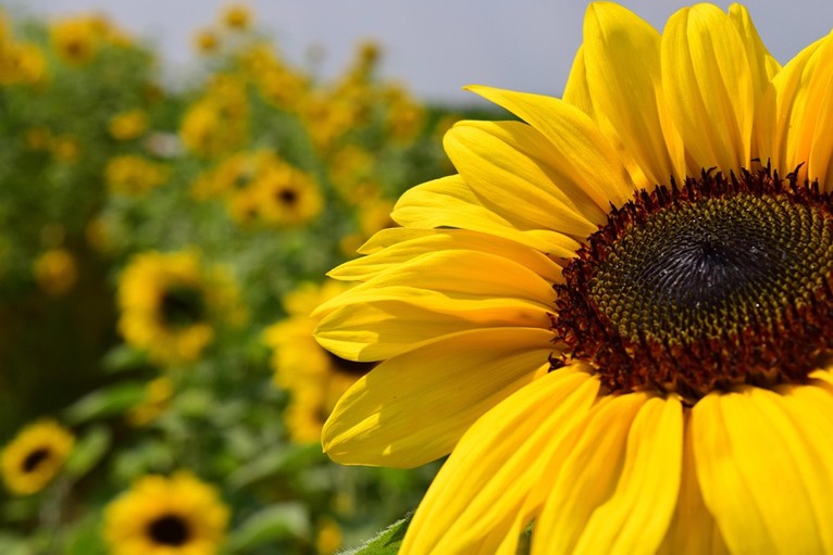 Mellow Monday Meditation - Online
