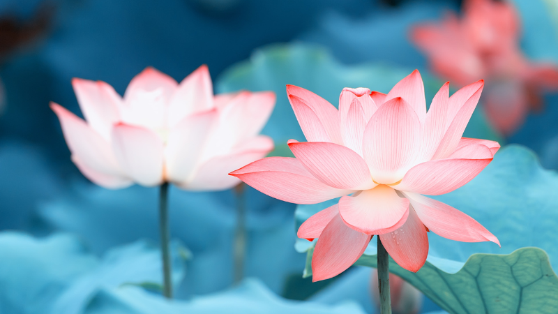 Online: Morning Meditation