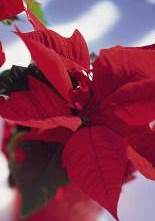 FARO: Será que existe o Pai Natal?