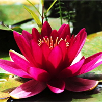 Retiro (Balenyà, BARCELONA)