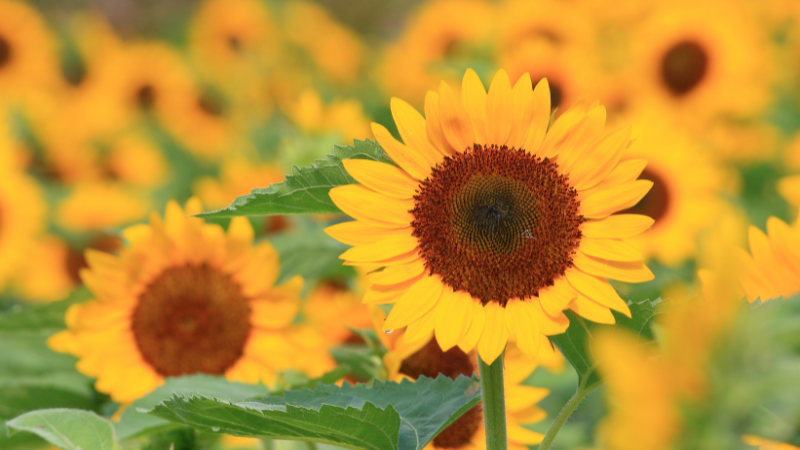 Online: Morning Meditation
