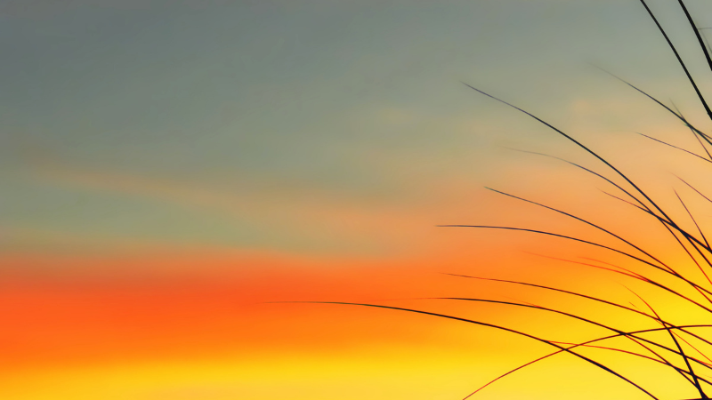 Online: Morning Meditation